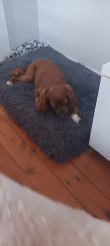 Customer photo review of Aussie Beef Puffs (High value treats)