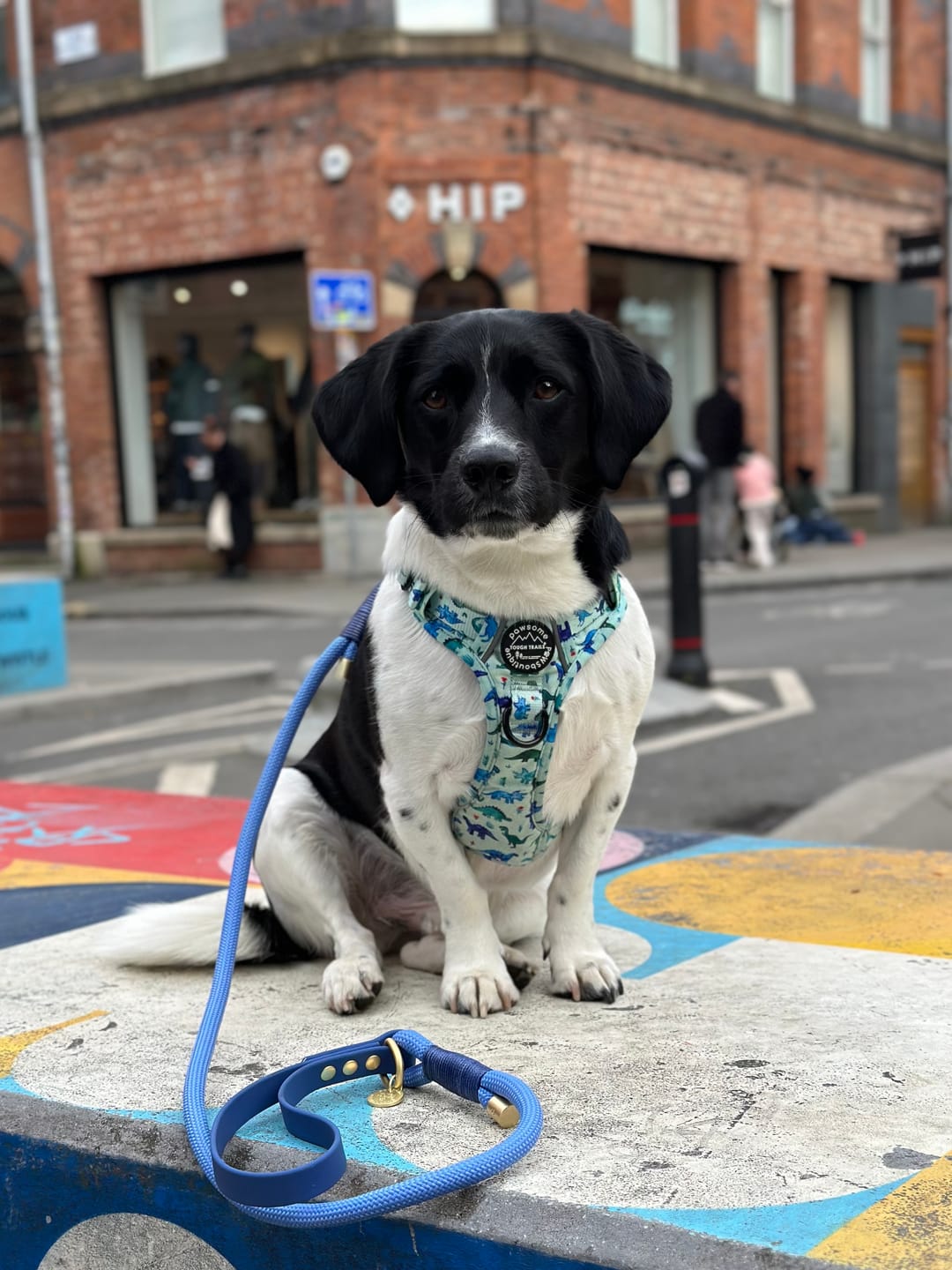 Customer photo review of Tough Trails™ Harness - Dinky Dino