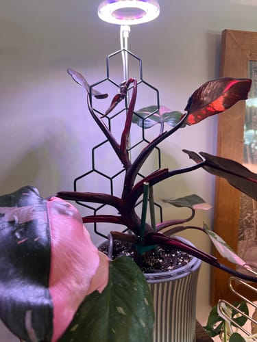 Customer photo review of Plant Food