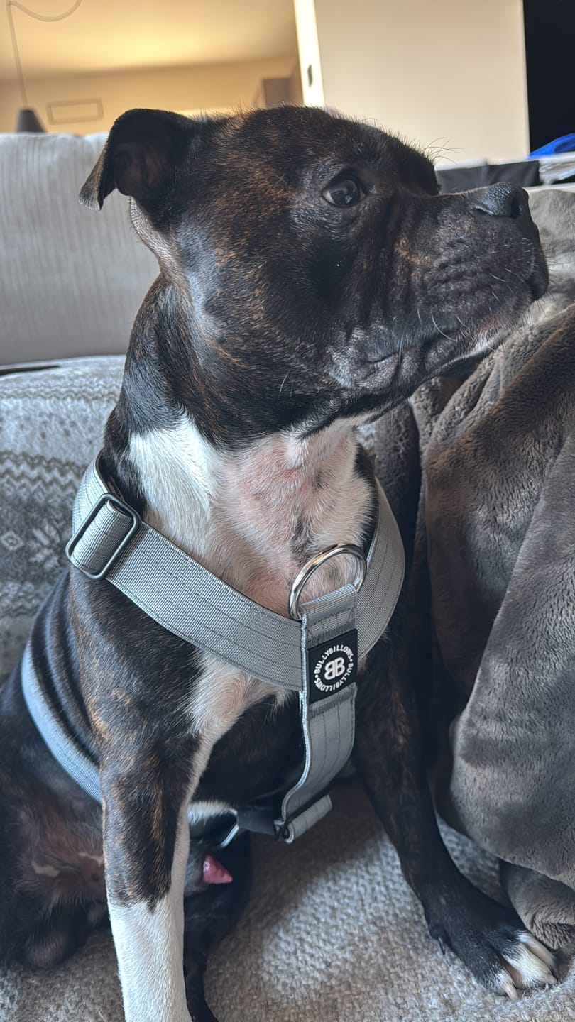 Customer photo review of Training Anti Pull TRI-Harness® | M-XL Breeds - Metal Grey