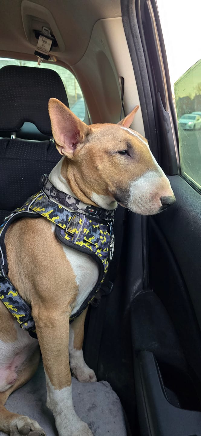 Customer photo review of Comfort Premium Harness | Non Restrictive - Lightning