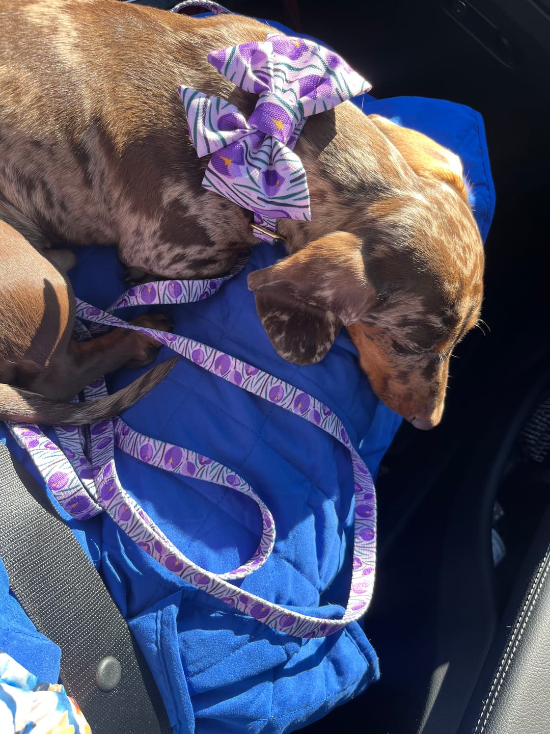 Customer photo review of Smycz przepinana "Amethyst" - złote okucia