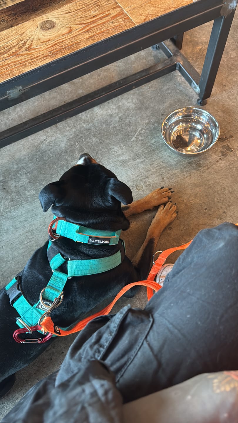Customer photo review of 4cm LIGHTER Combat® Collar | Handle Rated Clip - Turquoise & Orange