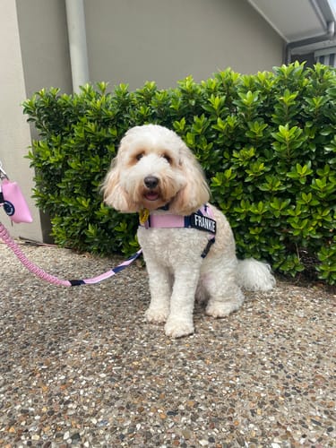 Customer photo review of Walk #003 - Pink