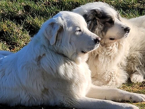 Customer photo review of 6" Half Beef Trachea Strip