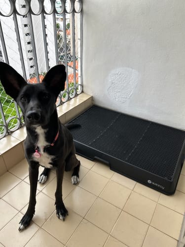 Customer photo review of Weasy Cão