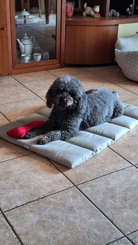 Customer photo review of Gioco Osso