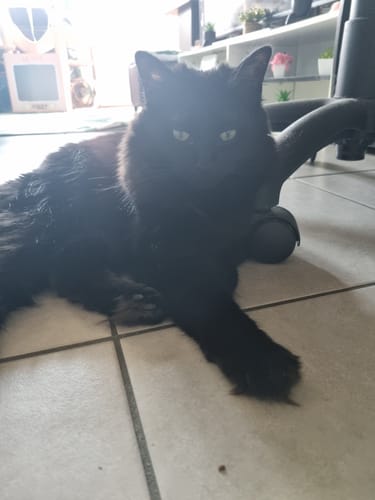 Avis photo d'un client sur Croquettes Chat Stérilisé Sans Céréales - Saumon