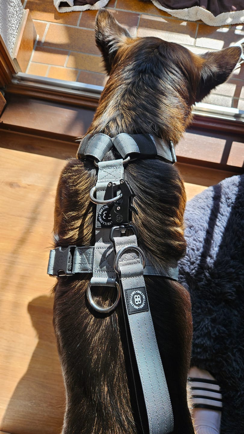 Customer photo review of Training Anti Pull TRI-Harness® | M-XL Breeds - Metal Grey