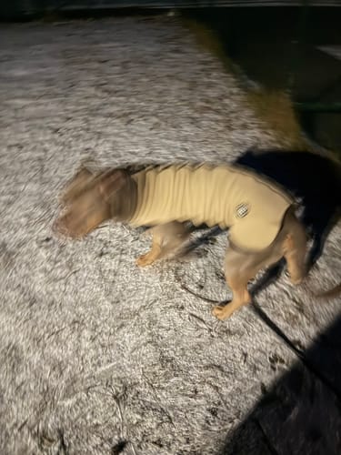 Customer photo review of Dog Fleece With Zip - Tan