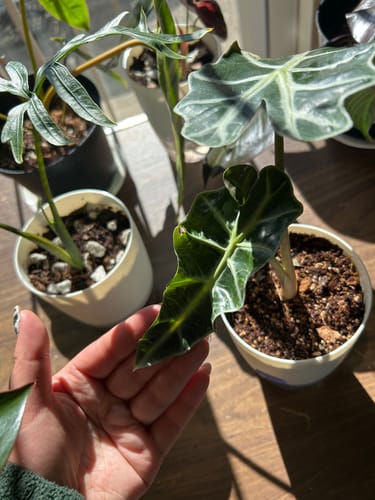 Customer photo review of Plant Food