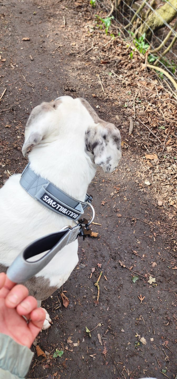 Customer photo review of 5cm Combat® Collar | With Handle & Secure Clip - Metal Grey
