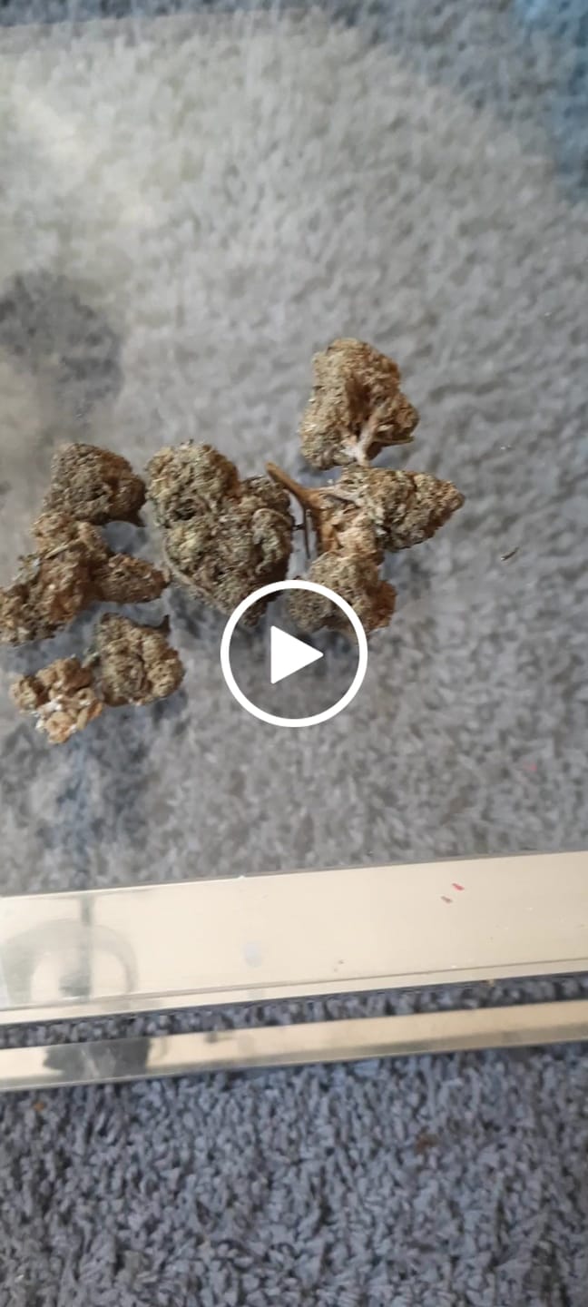 Customer video review of GELATO x 10-HC 40%