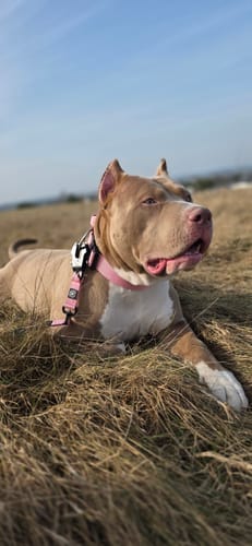 Customer photo review of 5cm Combat® Collar | With Handle & Secure Clip - Pink