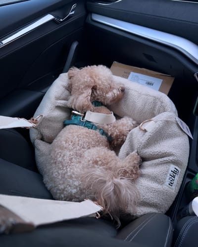 Customer photo review of The Cosy Car Seat
