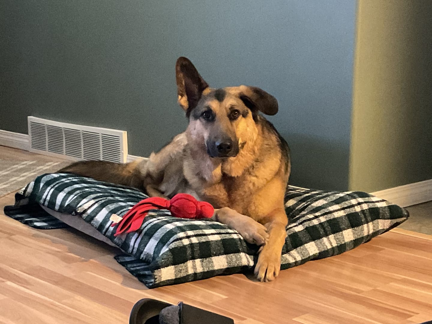 Customer photo review of 12 Inch Beef Trachea
