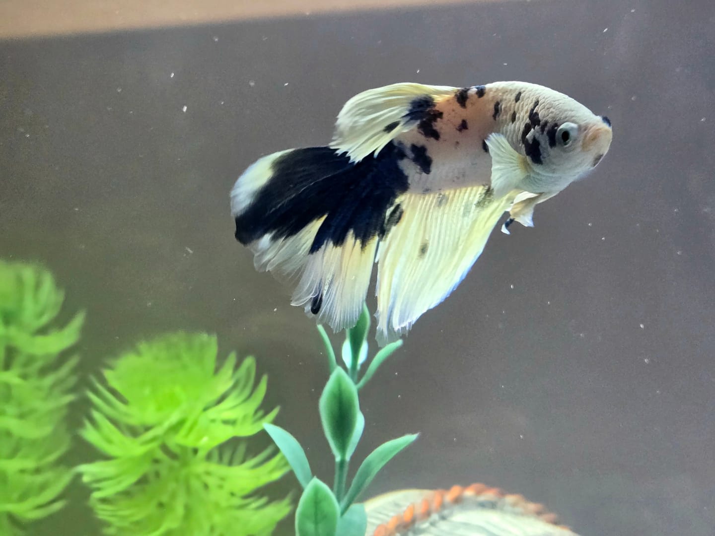 Customer photo review of Blue Marble Dot Halfmoon Male Betta Fish | Grower Pick