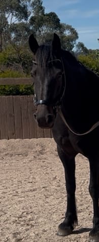 Customer photo review of HW Micklem 2 Diamante Comp Bridle