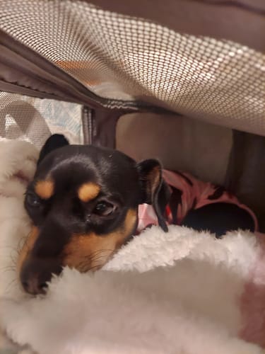 Customer photo review of Organic Coconut CBD Oil : 4 oz - 1,400mg : Anxiety & Calming Relief Blend