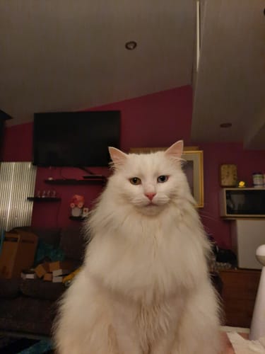 Customer photo review of 3 Month Supply - 2 Cats