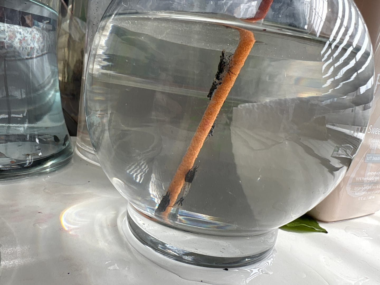 Customer photo review of Carbon Rili Shrimp
