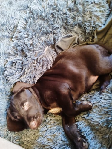 undefined review of Puppery Hundebett Wolke 7 - Das Original image 1 out of 1