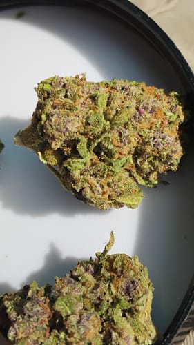 Customer photo review of Gary Payton THCA Flower