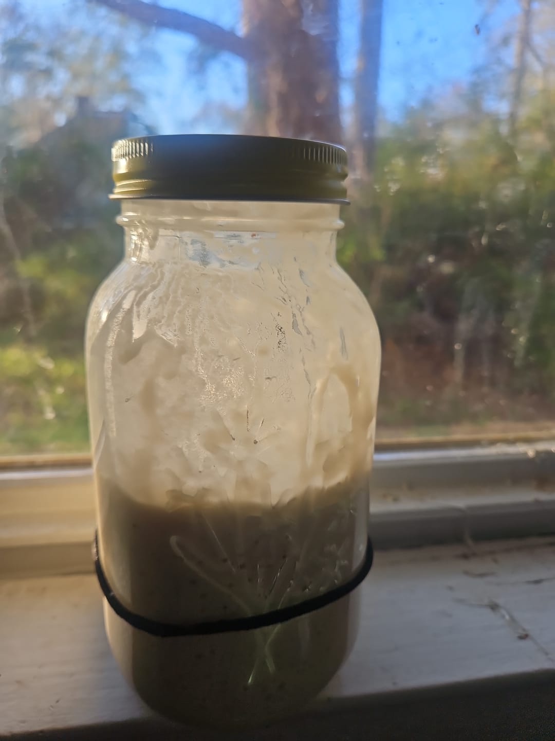 Customer photo review of Dehydrated Sourdough Starter Kit