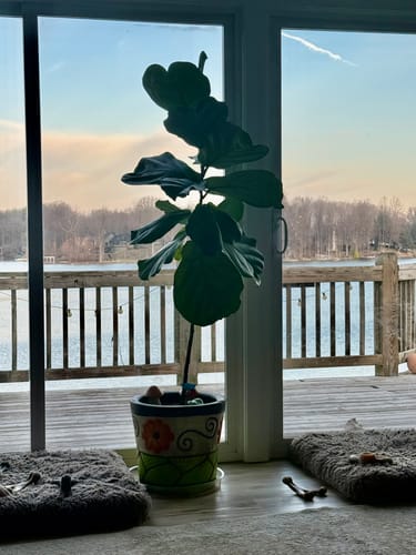 Customer's fiddle leaf fig with leaves lifted after watering with Plant Juice