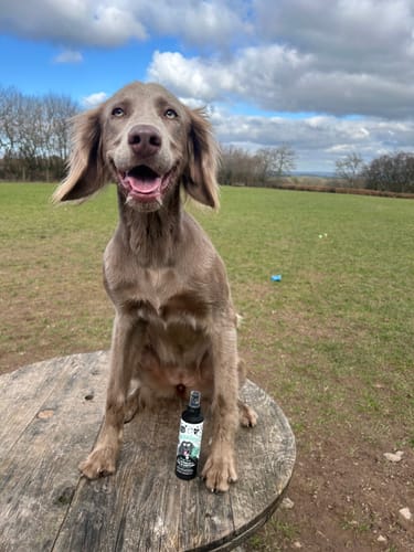 Customer photo review of 2 in 1 Detangler & Leave in Conditioner with Avocado & Coconut for Dogs