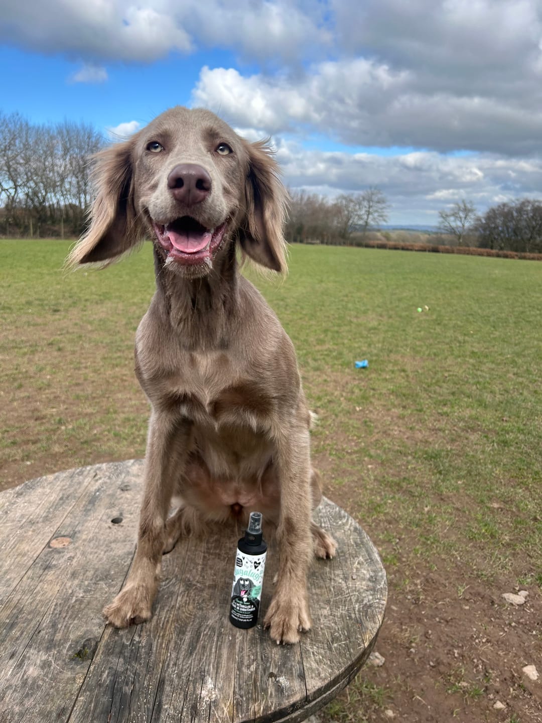 Customer photo review of 2 in 1 Detangler & Leave in Conditioner with Avocado & Coconut for Dogs
