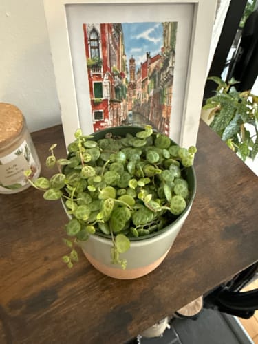 Customer photo review of Senecio Rowleyanus | String of Pearls