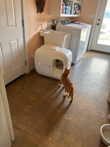 Customer photo review of Self-Cleaning Litter Box