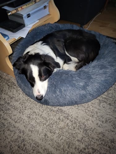 Customer photo review of Puppery Hundebett Wolke 7 - Das Original