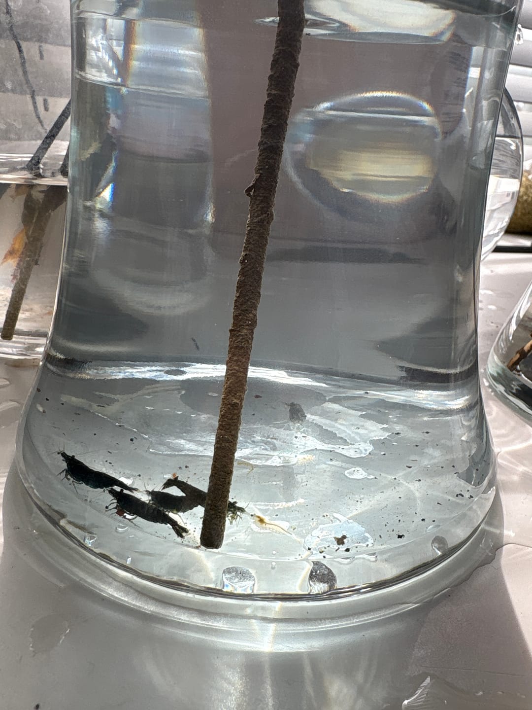 Customer photo review of Green Jade Shrimp