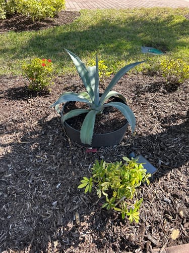 Customer photo review of Blue Agave