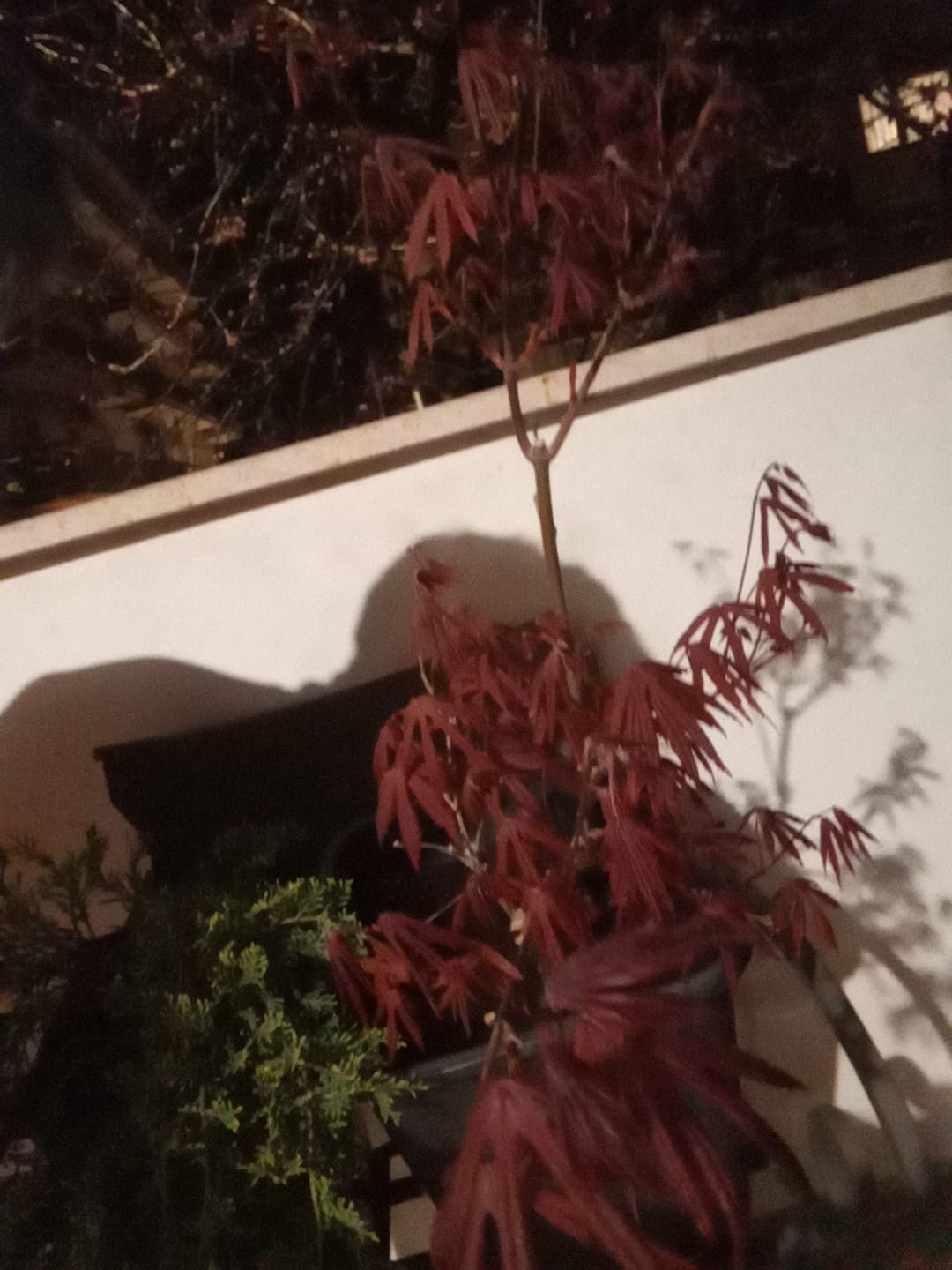 Customer photo review of BULK MASTER CB® (pompaggio estivo)