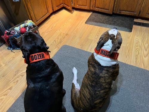 Customer photo review of 2" Tacti Luxe Dog Collar - Gold Cognac