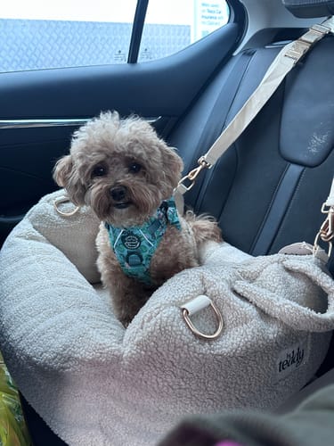 Customer photo review of Disney© Tough Trails™ Harness - Jungle Book