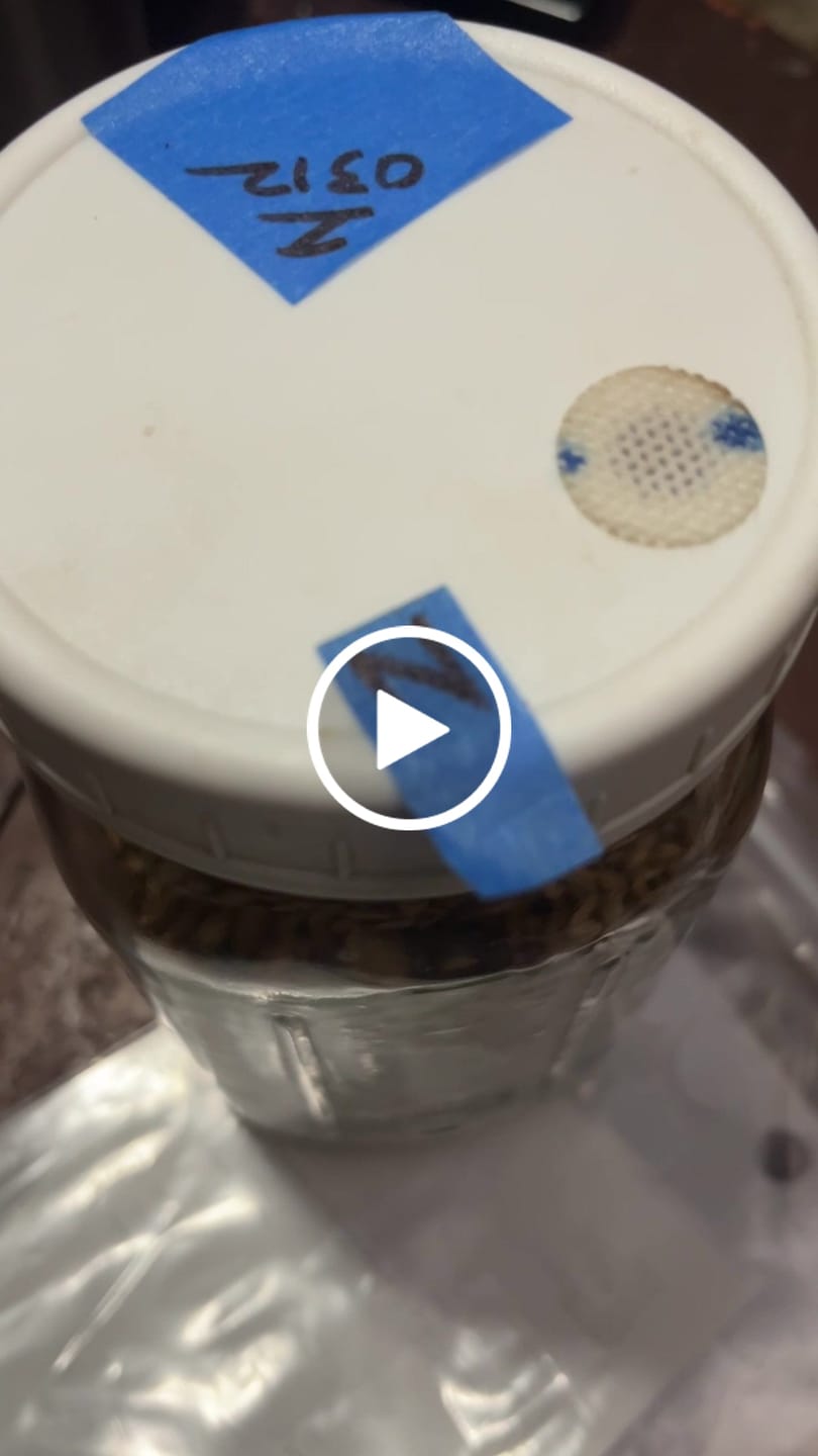 Customer video review of Adherable Lid Filters For Plant & Mushroom Tissue Culture