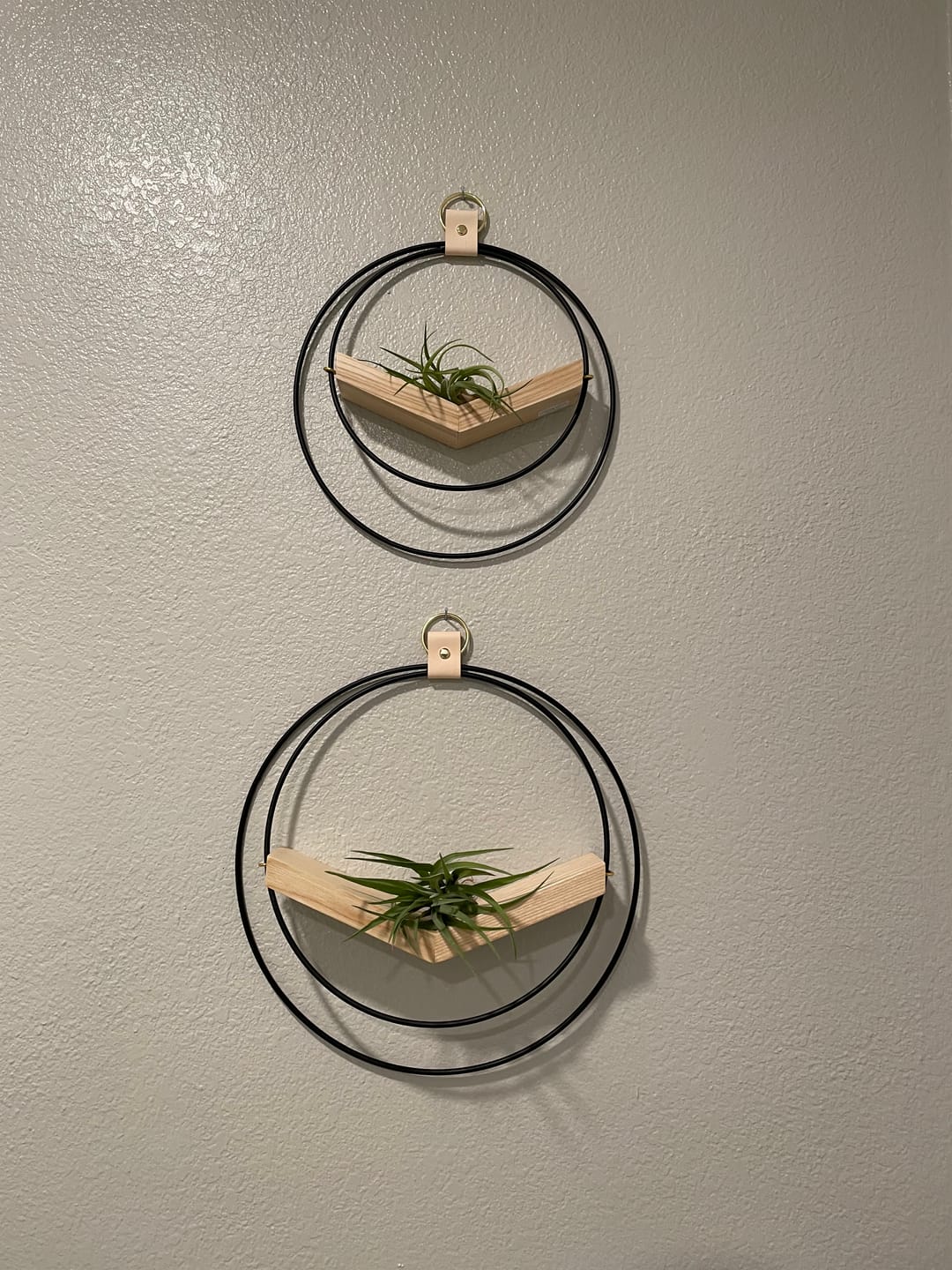 Customer photo review of Air Plant V-Hanger