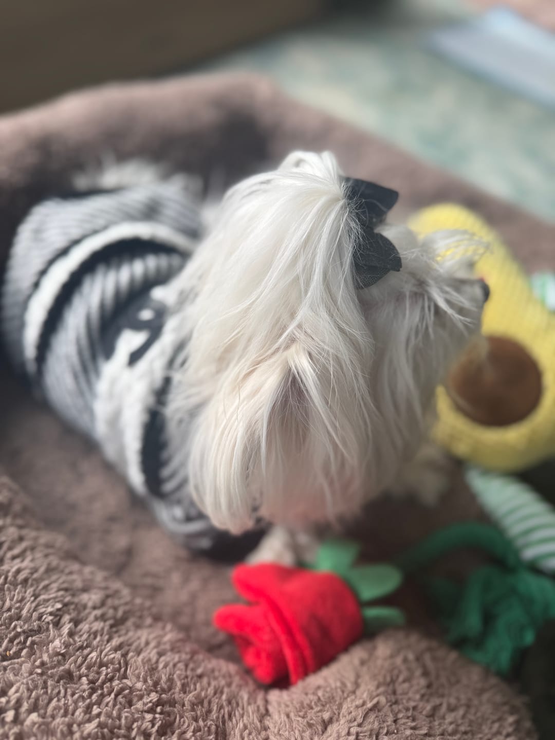 Customer photo review of Coco Designer Jumper Dog Sweater