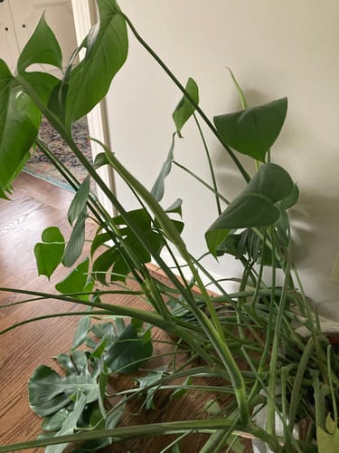 Customer photo review of Plant Food