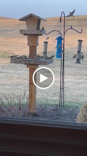 Customer video review of Fine Sunflower Hearts