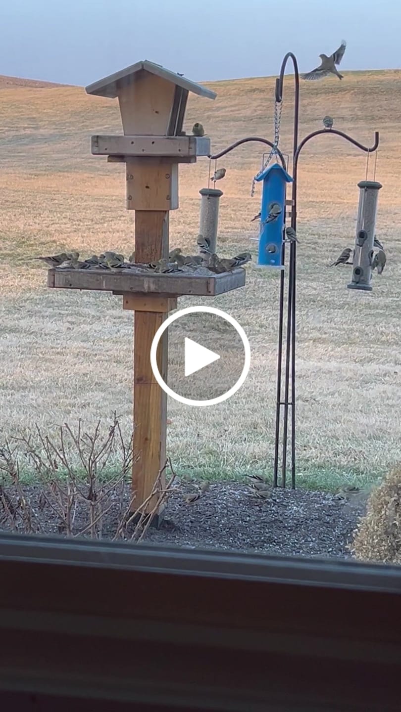 Customer video review of Fine Sunflower Hearts