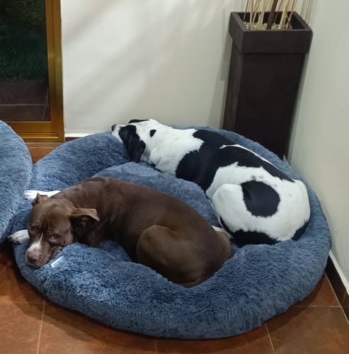 Customer photo review of Cama Antiestrés para Perros
