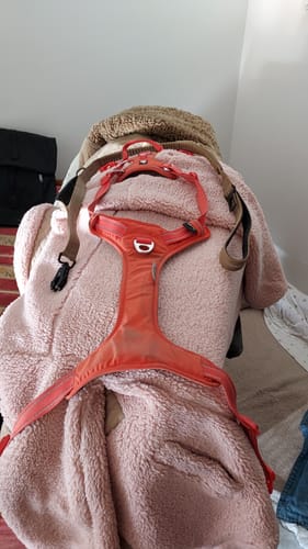 Customer photo review of Laisse pour chien élastique - ShockSafe : Laisse à amortisseur