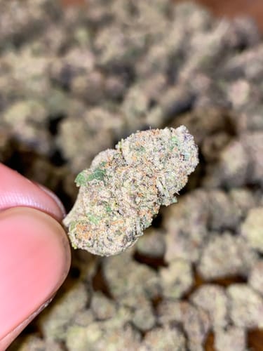 Customer photo review of Icy Pop  - Bulk - Hybrid