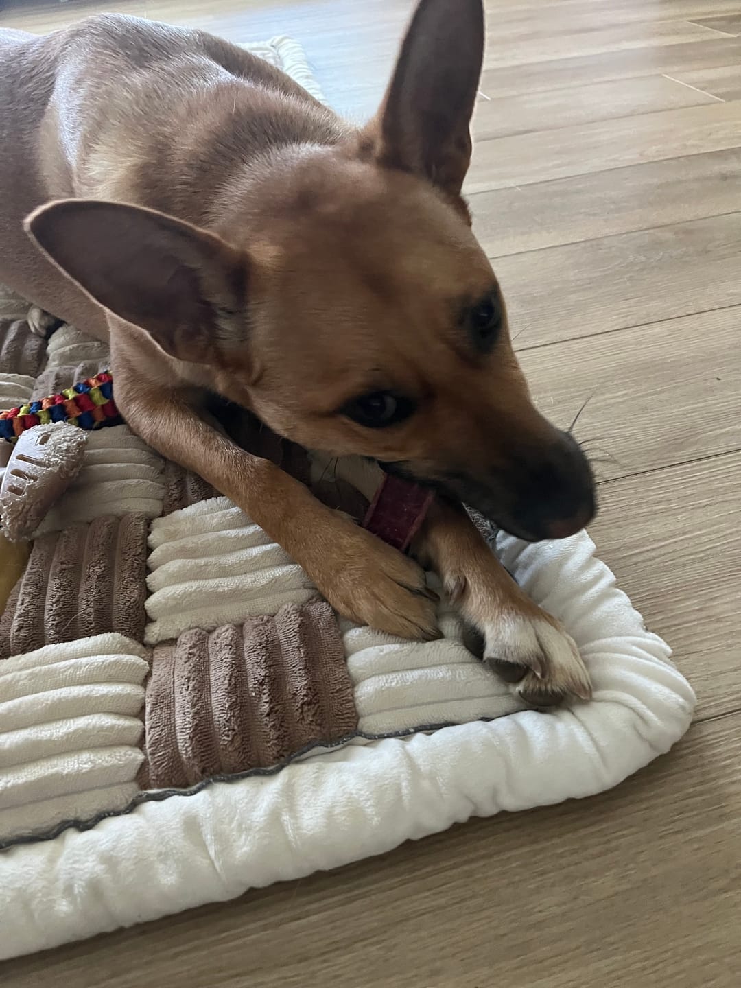 Customer photo review of Beef Jerky Treats for Dogs