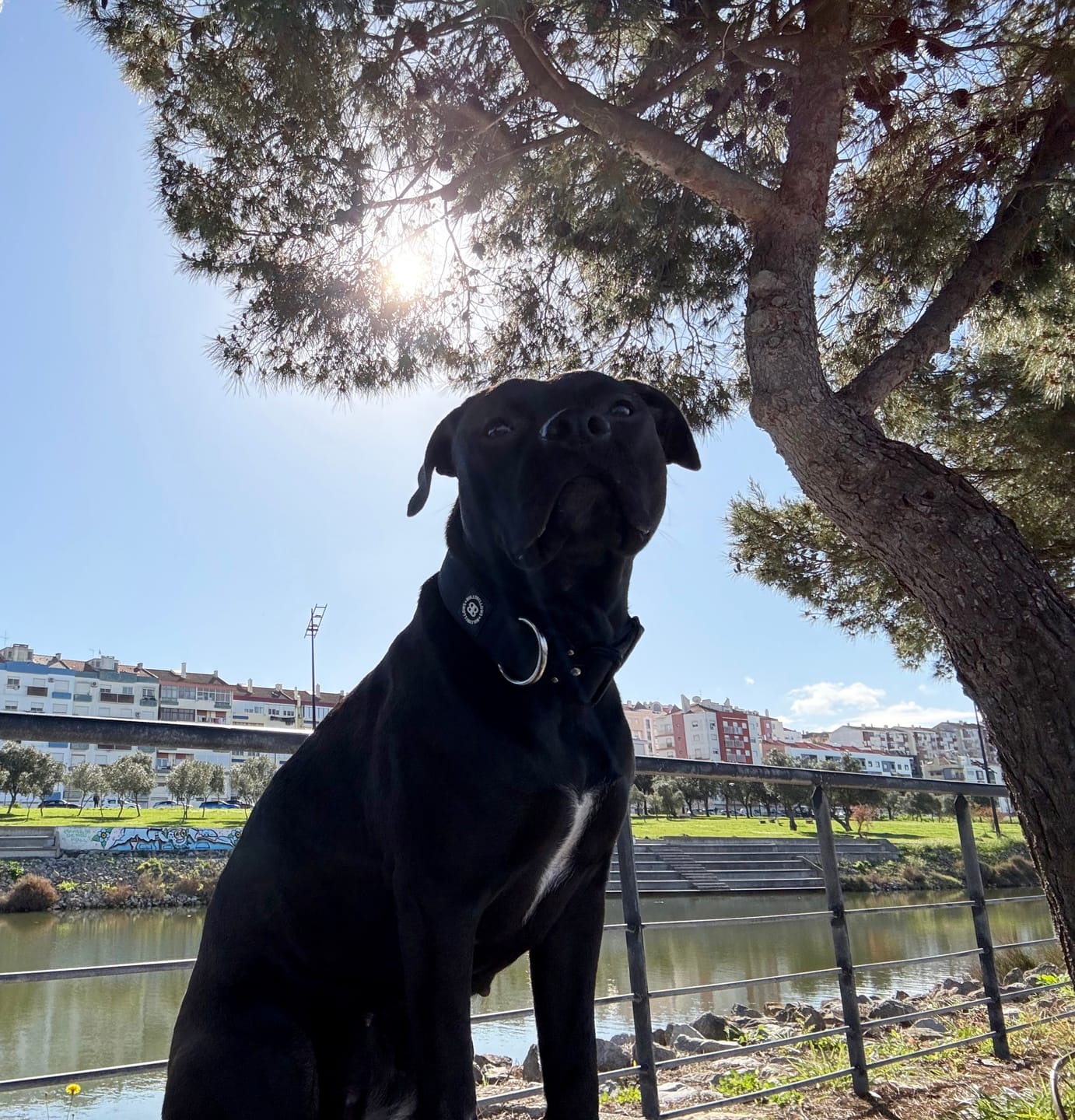 Customer photo review of 4cm Combat® Collar | Rated Clip - NO HANDLE - Black